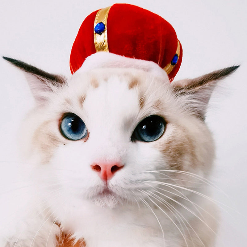 Divertido disfarce de cão e gato, gorro quente, adereço para fotos, acessório de cabeça
