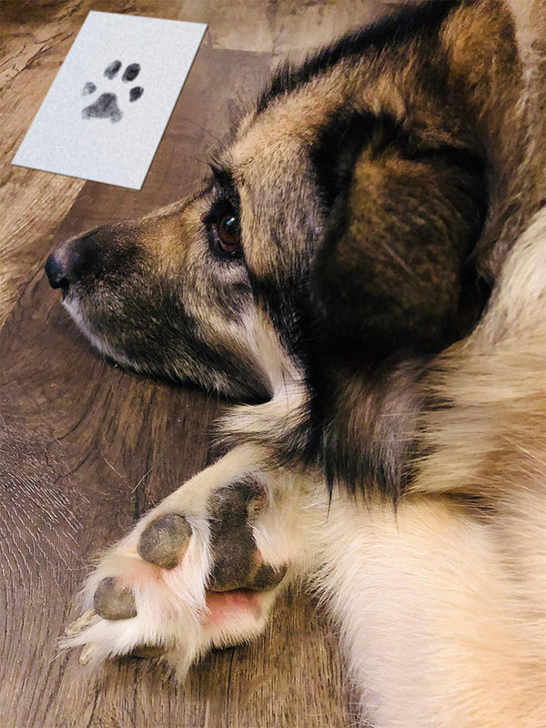 Álbum de fotos comemorativo para crianças e animais de estimação, cartão postal para esfregar impressões digitais, suprimentos para animais de estimação faça você mesmo