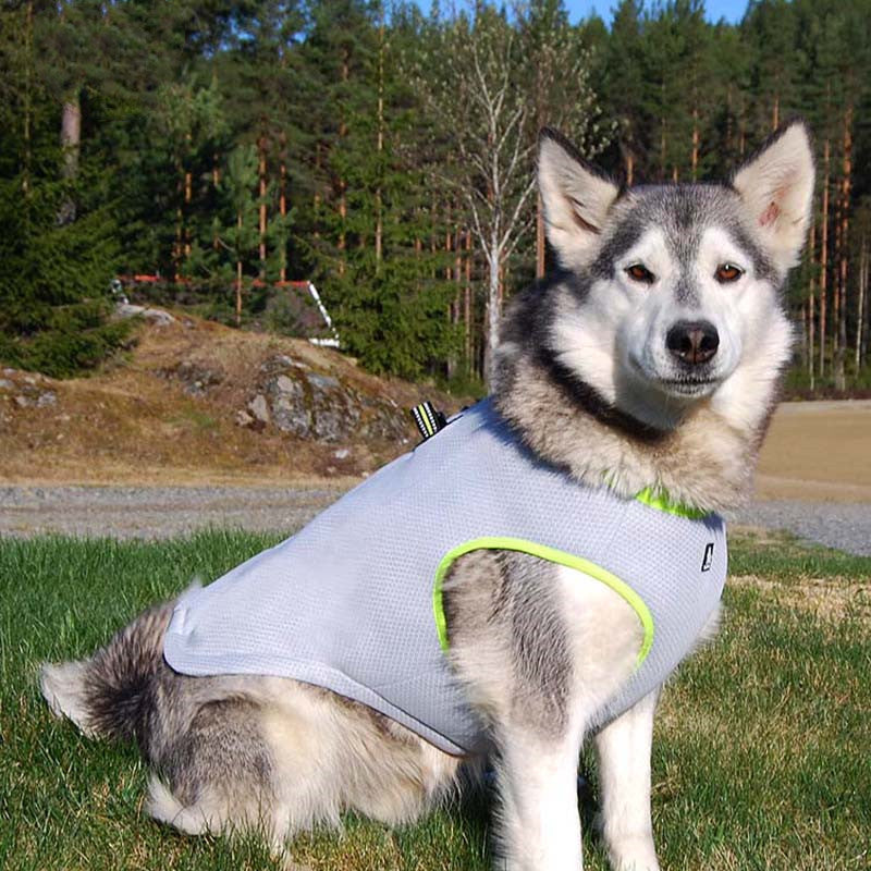 Arnês de tração de verão e fato de arrefecimento para cão