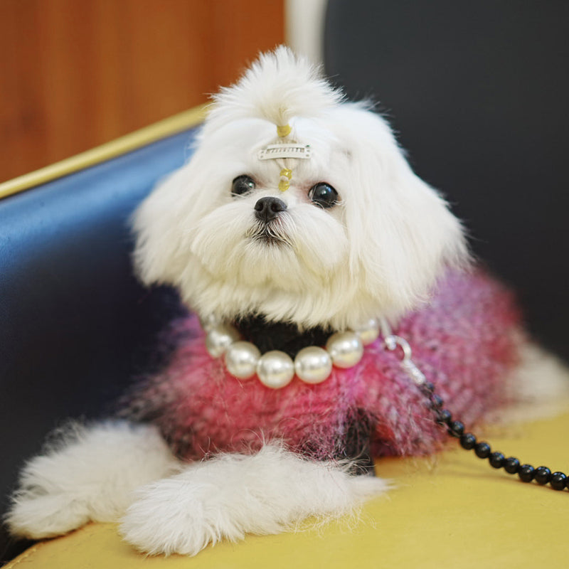 Coleira para animais de estimação, trela para cão, colar para gato