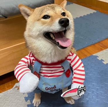 Halloween pet traje cão de estimação roupas engraçadas ajustável cão cosplay traje assustador traje festa reuniões