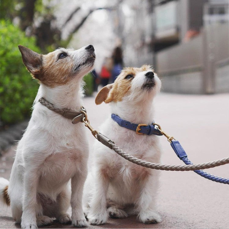 Coleira de Alta Qualidade para Cão de Porte Grande Robusta Netflix Ke Foundation Pelo Animal