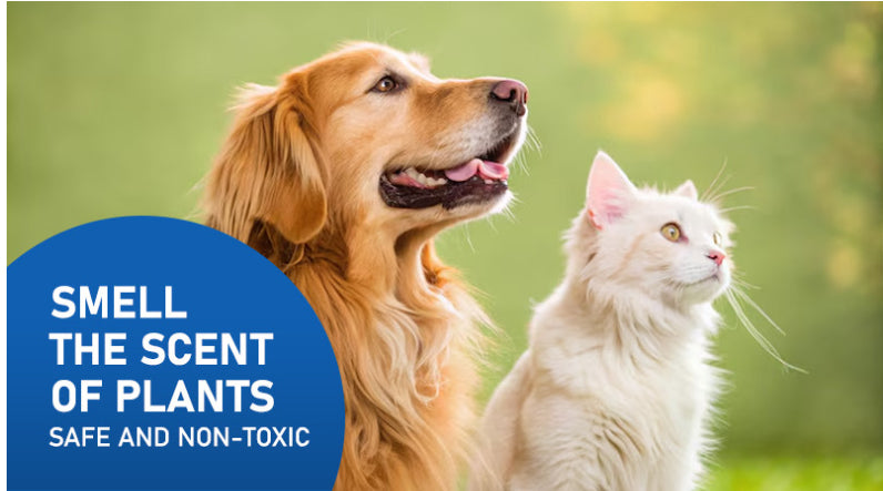 Katzen- und Hunde-Geruchsneutralisierer, Spray zur Entfernung von Urinflecken für den Innenbereich