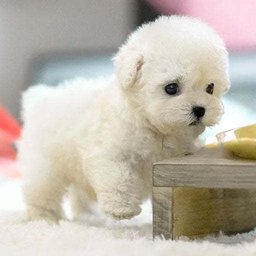 My Robot Puppy Dog Short Plush Doll